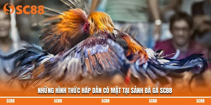 Những hình thức hấp dẫn có mặt tại sảnh đá gà SC88